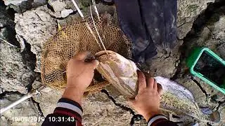Не плохой улов