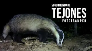 Grabando TEJONES 🦡 🦡 con FOTOTRAMPEO 📸🌲🌿