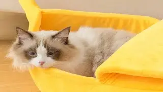 Top 5 Best  Pet Beds Of 2021