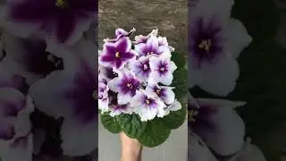 ПТ-Калахарский Самоцвет