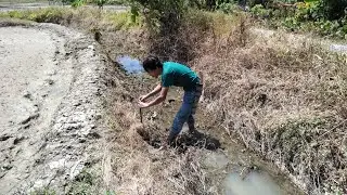 Di sini Sepertinya Gak ada Yang doyan Belut