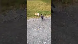 However, nothing new.😺| Pet videos| urFun
