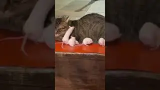 ГОСПОЖНАДЗОР