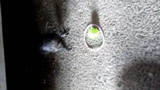 Crow playing ball!