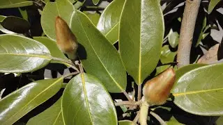 Magnolia Alta is all in Buds!
