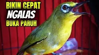 Pleci ngalas bikin pleci lain cepat buka paruh