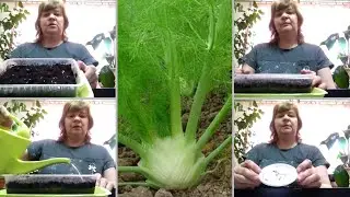 ФЕНХЕЛЬ ОВОЩНОЙ/как посадить фенхель на рассаду