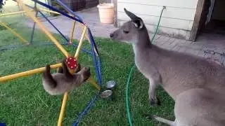Baby Sloth meets his big brother Kangaroo
