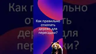 Как правильно откопать дерево для пересадки?