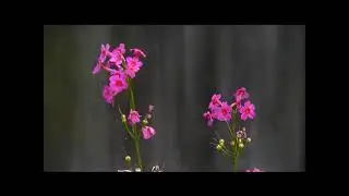 Исцеление поясницы, тазобедренных суставов и ног