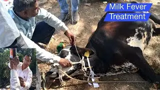 Milk fever Treatment#milk fever#cow downer sysdrome#pashu upchar #animal treatment #cow