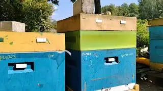 Пчёлы. Продам Маток Бакфаст Ф1#пчеловодство #пасека #пчёлы