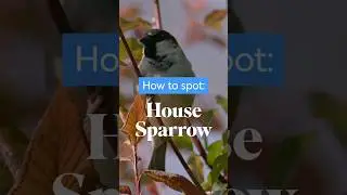 The mighty Sparrow! Hannah Bourne-Taylor tells us about her favourite bird #birds #sparrows #nature