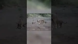Lizard Shots Lioness In The Nose With Its Tail