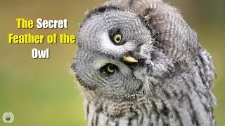 The Hidden Superpower of Owls That Lets Them Fly in Complete Silence