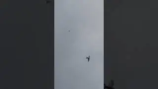 Голуби Баку та яТуркменіі !!!