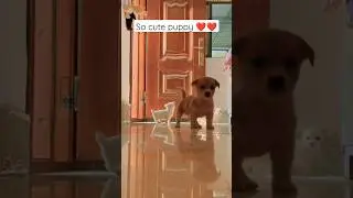 So cute puppy 🐕🔥🤗🐕🐕❤️❤️❤️||That is my baby dog||#shortsviral #shortfeed #dogs #shortsvideo #shorts