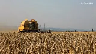 New Holland TX 68 & JD 7530 Premium | Pšenice [2017]
