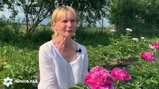 Pink pom pom peony. Пинк пон пон пион