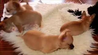 дети Ирисы 1 месяц