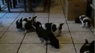 Munsterlander Pups