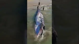 Scientists say this Fin Whale beached itself to avoid being attacked by Orcas. 
