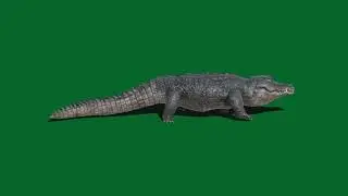 Green screen crocodile, green screen animals for use in chroma key, no copyright