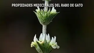 Propiedades del rabo de gato