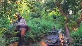 Amazing animals attack fail completion Viral Pantti 2019