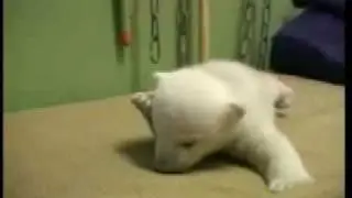 The cute Knut