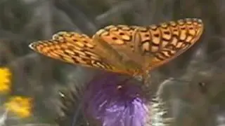 Spectacular Butterflies Animated Slideshow V00524a