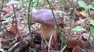 Тихе полювання