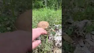 Дорога из дубовых белых грибов!