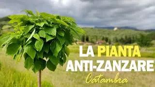 LA PIANTA ANTI-ZANZARE