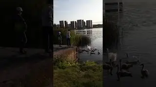 Лебеди