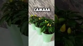 Урожай без ПРОПУСКОВ Сейчас плодоносит Потом опять зацветет