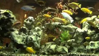Aquarium Video -- San Antonio, Texas