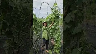 दोडक्याचे उत्पादन सुरू झाले #ridgegourd #dodke #दोडके #सेंद्रिय_शेती #organicfarming