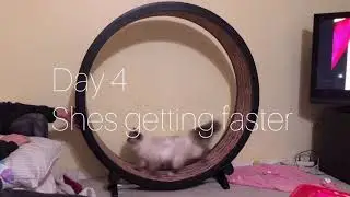 One Fast Cat Exercise Wheel Day 4
