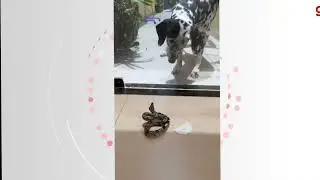 Jibóia tenta atacar cachorro
