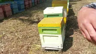 Медведь на пасике.
