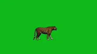 tiger green screen video 😹😹😹😹