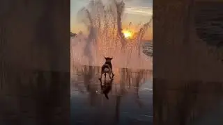 тик ток