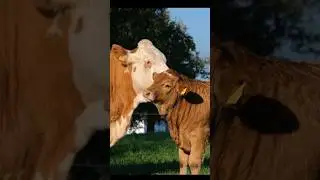 cow