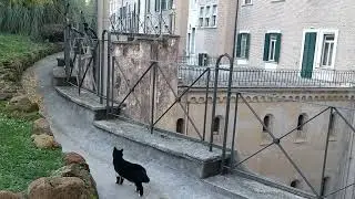 The Vaticrows are getting bolder!