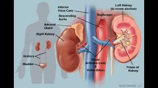 endocrine system. (ft. Lucifer Productions)