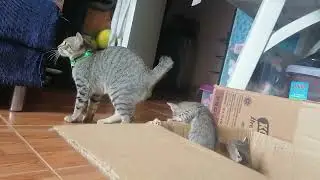 Our cute little kittens 🐈🐈🐈