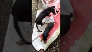HULI SA AKTO | 