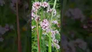 🌱 ДУШИЦА / орегано