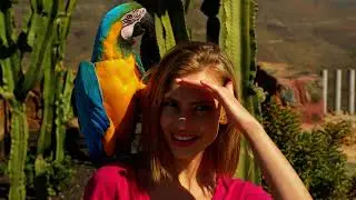 Blue and gold macaw sitting on shoulder